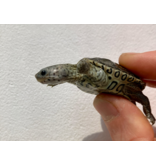 Diamantschildkröte - Malaclemys terrapin centrata "concentric" Originalfoto