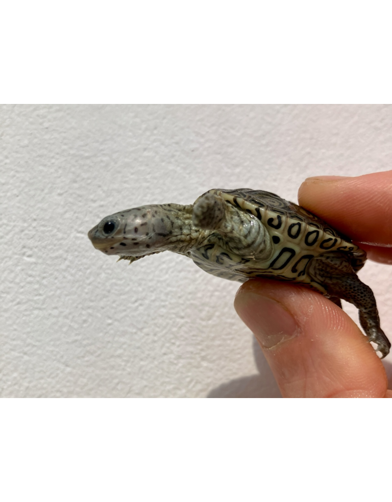 Diamantschildkröte - Malaclemys terrapin centrata "concentric" Originalfoto