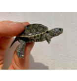 Diamantschildkröte - Malaclemys terrapin centrata "concentric" Originalfoto
