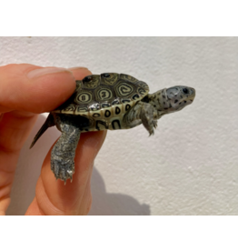 Diamantschildkröte - Malaclemys terrapin centrata "concentric" Originalfoto
