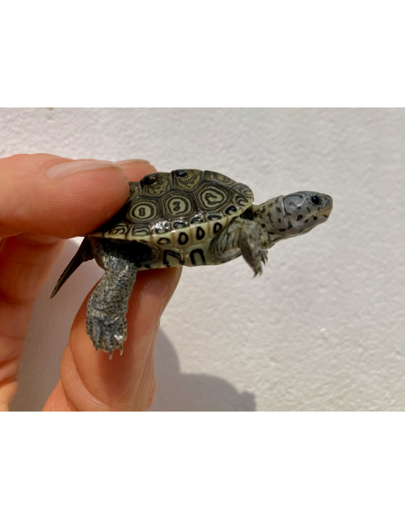 Diamantschildkröte - Malaclemys terrapin centrata "concentric" Originalfoto