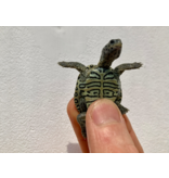 Diamantschildkröte - Malaclemys terrapin centrata "concentric" Originalfoto