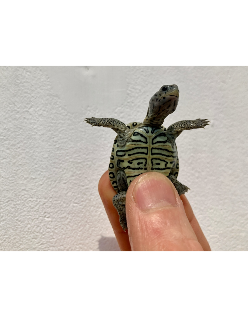 Diamantschildkröte - Malaclemys terrapin centrata "concentric" Originalfoto
