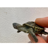 Diamantschildkröte - Malaclemys terrapin centrata "concentric" Originalfoto