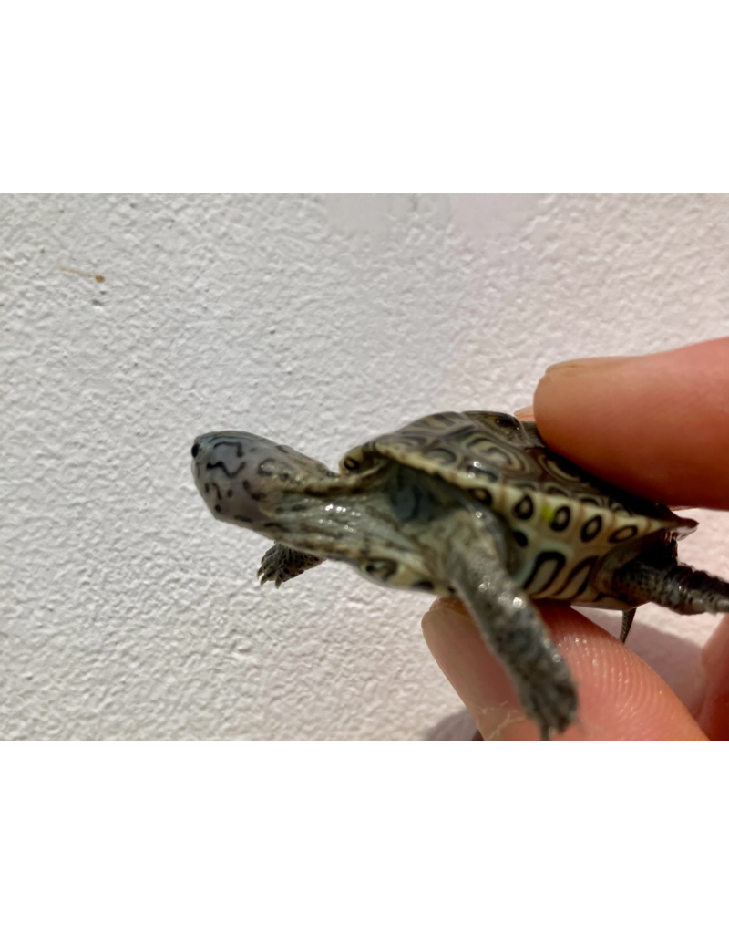 Diamantschildkröte - Malaclemys terrapin centrata "concentric" Originalfoto