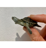 Diamantschildkröte - Malaclemys terrapin centrata "concentric" Originalfoto