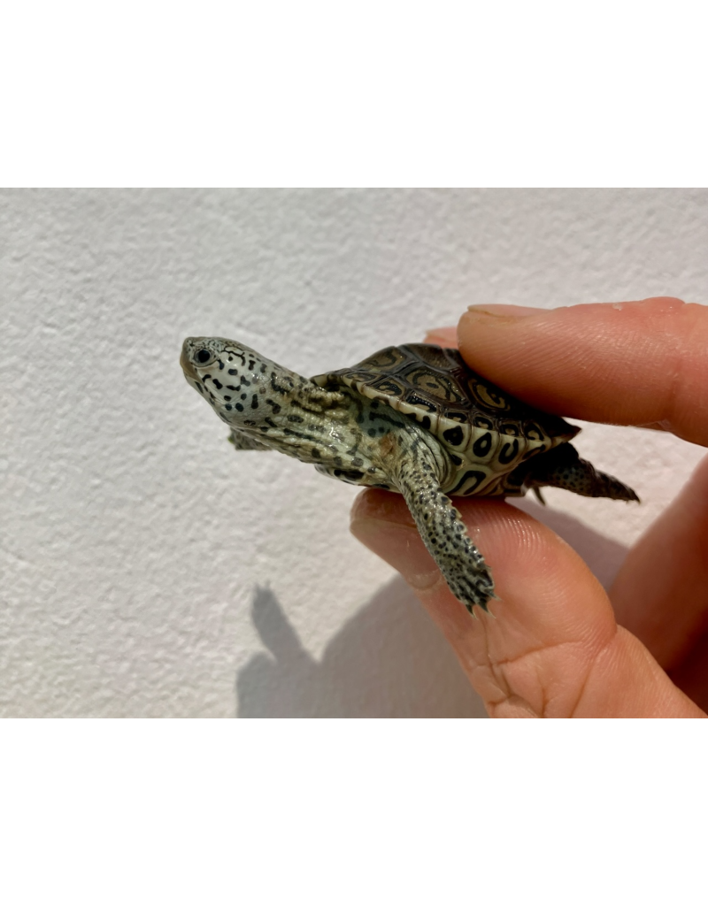 Diamantschildkröte - Malaclemys terrapin centrata "concentric" Originalfoto