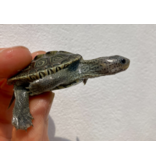 Diamantschildkröte - Malaclemys terrapin centrata