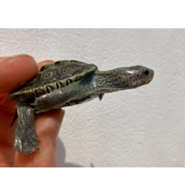 Diamantschildkröte - Malaclemys terrapin centrata