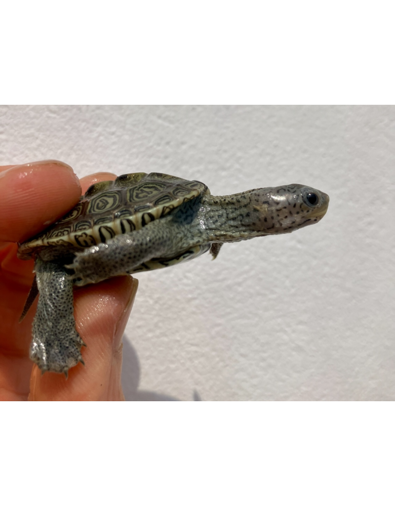 Diamantschildkröte - Malaclemys terrapin centrata
