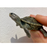 Diamantschildkröte - Malaclemys terrapin centrata