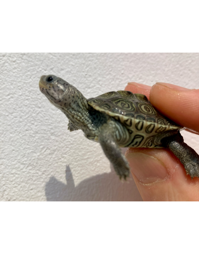 Diamantschildkröte - Malaclemys terrapin centrata