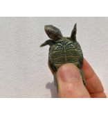 Diamantschildkröte - Malaclemys terrapin centrata