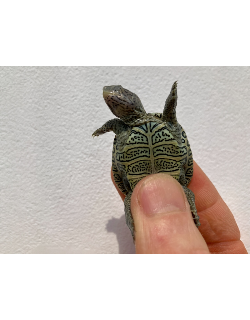 Diamantschildkröte - Malaclemys terrapin centrata