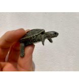 Diamantschildkröte - Malaclemys terrapin centrata
