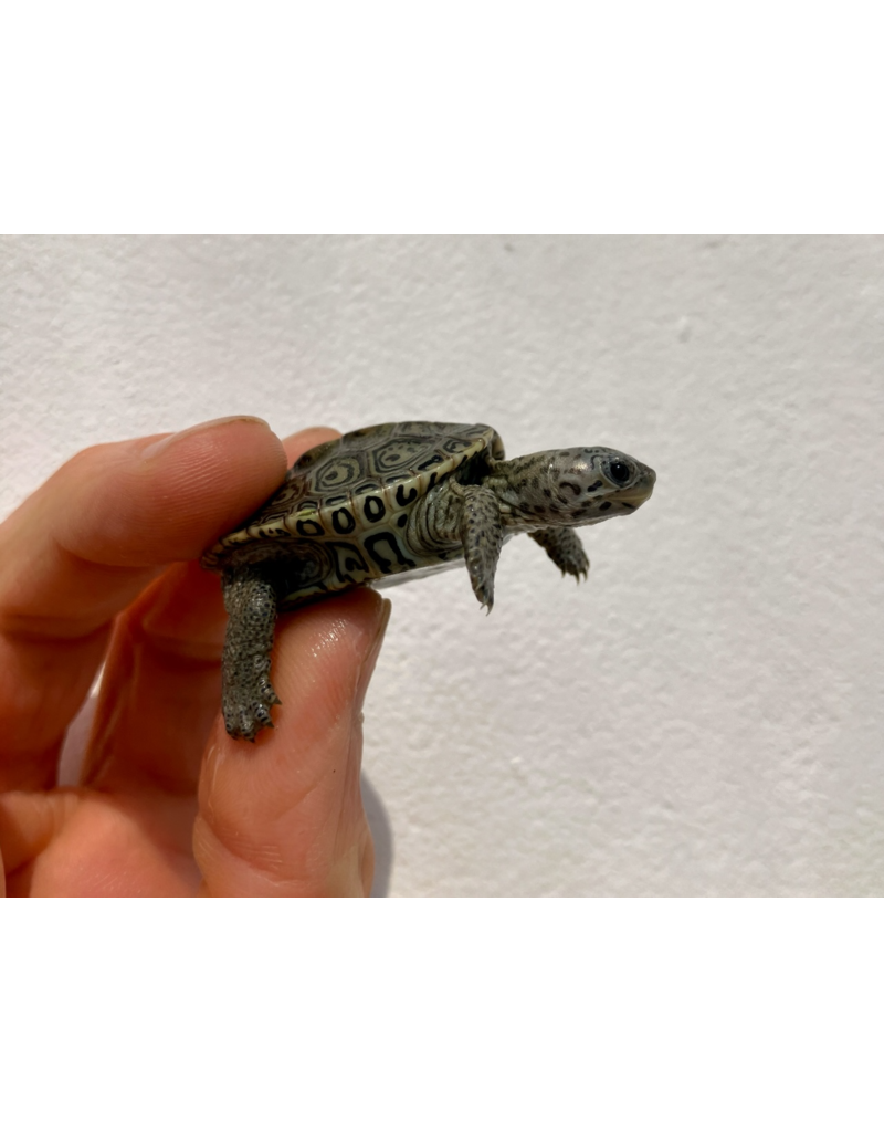 Diamantschildkröte - Malaclemys terrapin centrata
