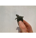 Diamantschildkröte - Malaclemys terrapin centrata