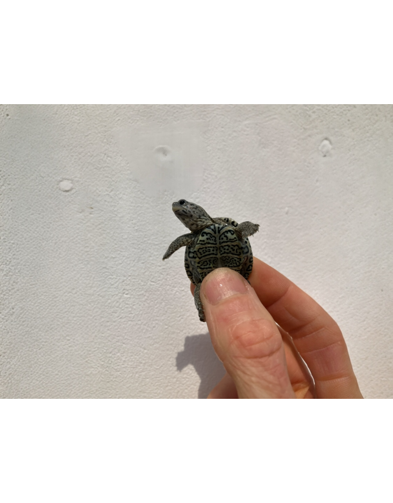 Diamantschildkröte - Malaclemys terrapin centrata