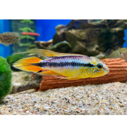 Agassiz Zwergbuntbarsch - Apistogramma agassizii