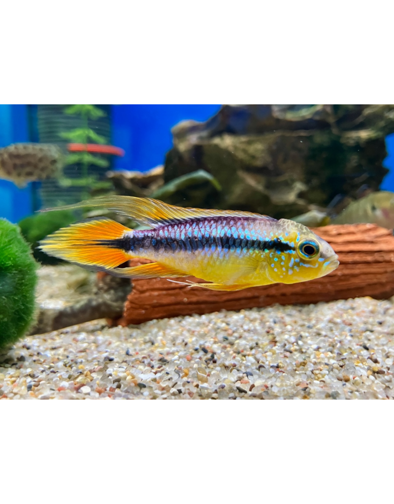 Kakadu Zwergbuntbarsch - Apistogramma cacatuoides "Double Orange" - Copy