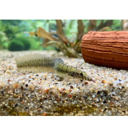 Zebra Stachelaal - Macrognathus zebrinus