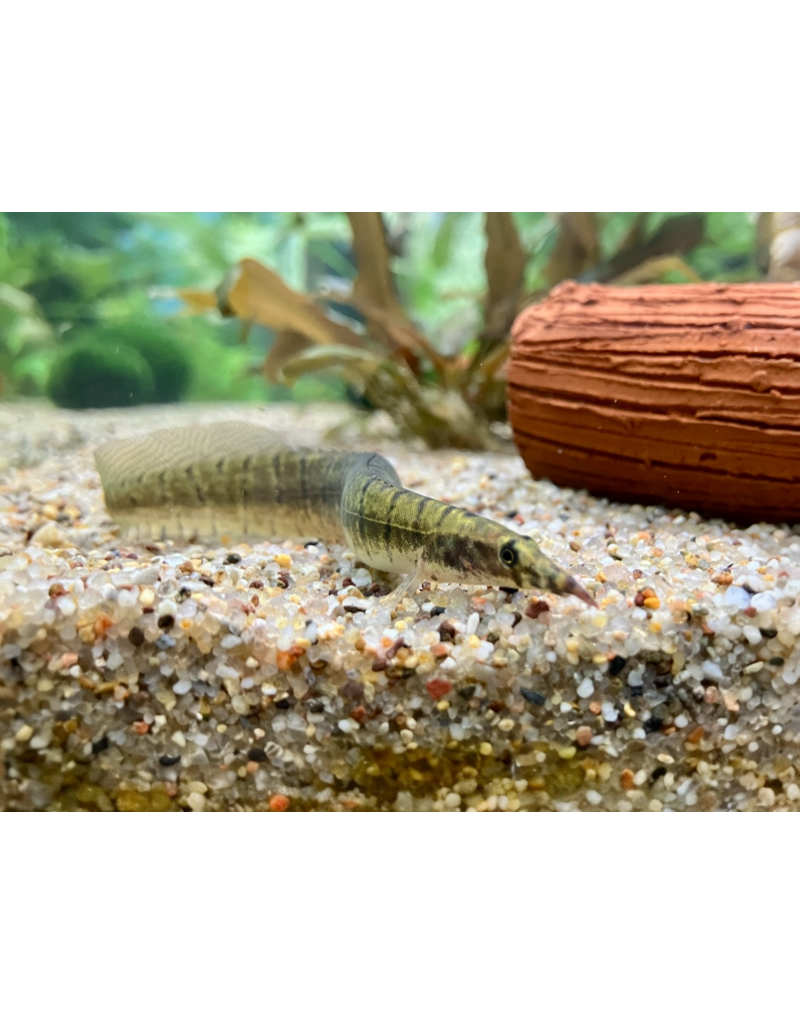 Zebra Stachelaal - Macrognathus zebrinus