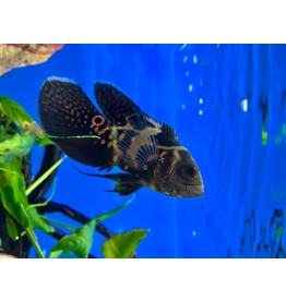 Pfauenaugen Buntbarsch - Astronotus ocellatus "Rot Tiger Schleier"