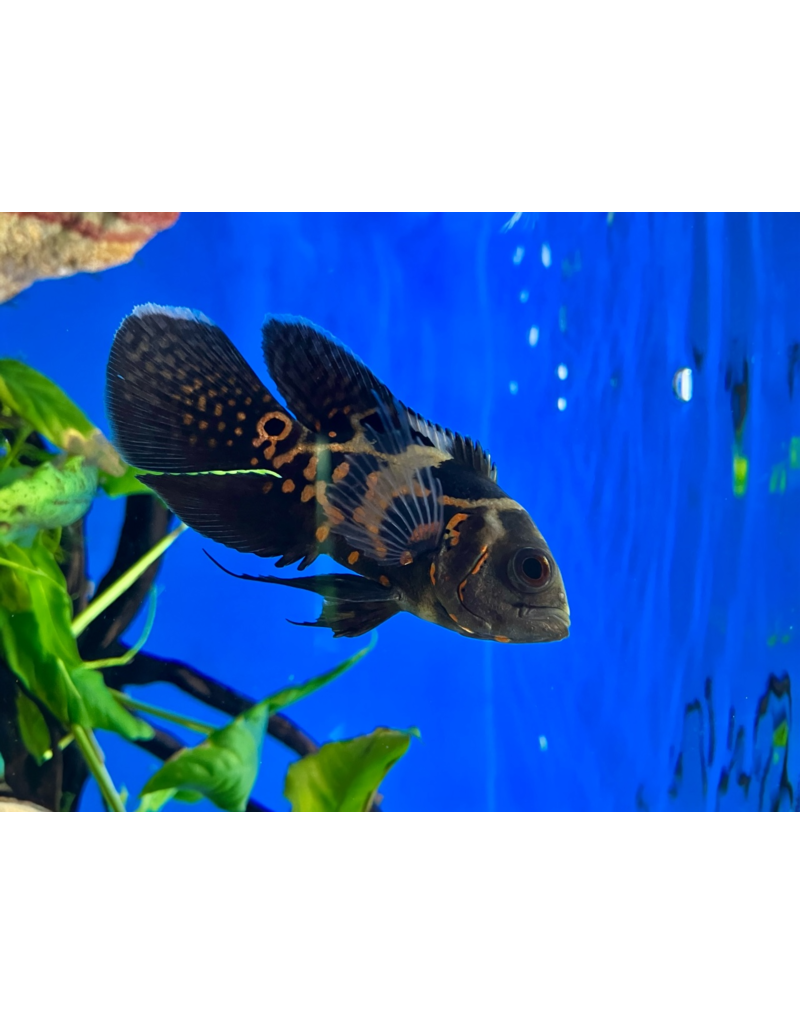 Pfauenaugen Buntbarsch - Astronotus ocellatus "Rot Tiger Schleier"
