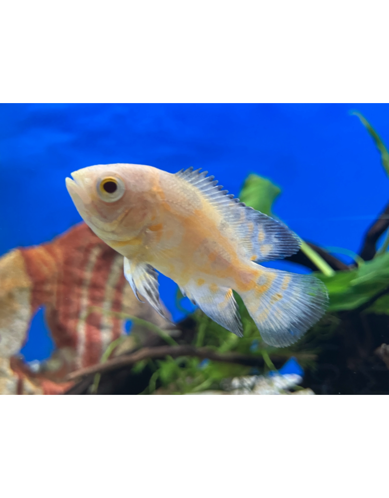 Pfauenaugen Buntbarsch - Astronotus ocellatus "Lemon"
