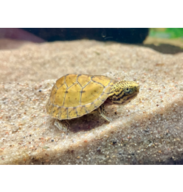 Nackenstreifen Moschusschildkröte - Sternotherus minor peltifer