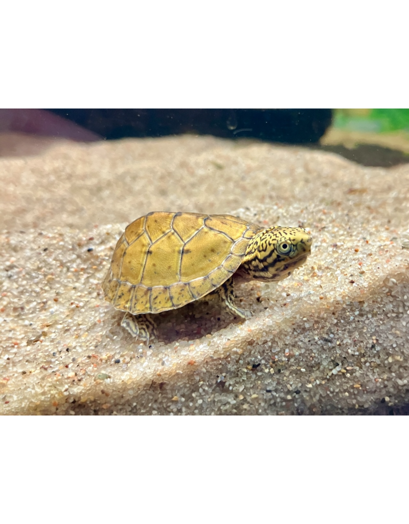 Nackenstreifen Moschusschildkröte - Sternotherus minor peltifer