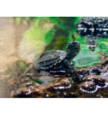 Chinesische Dreikielschildkröte - Mauremys reevesii