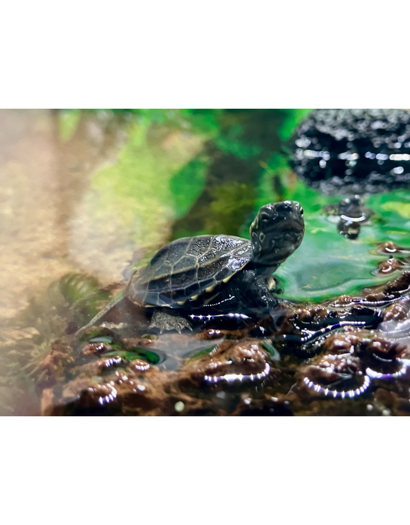 Chinesische Dreikielschildkröte - Mauremys reevesii