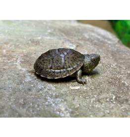 Zwerg Moschusschildkröte - Sternotherus minor minor