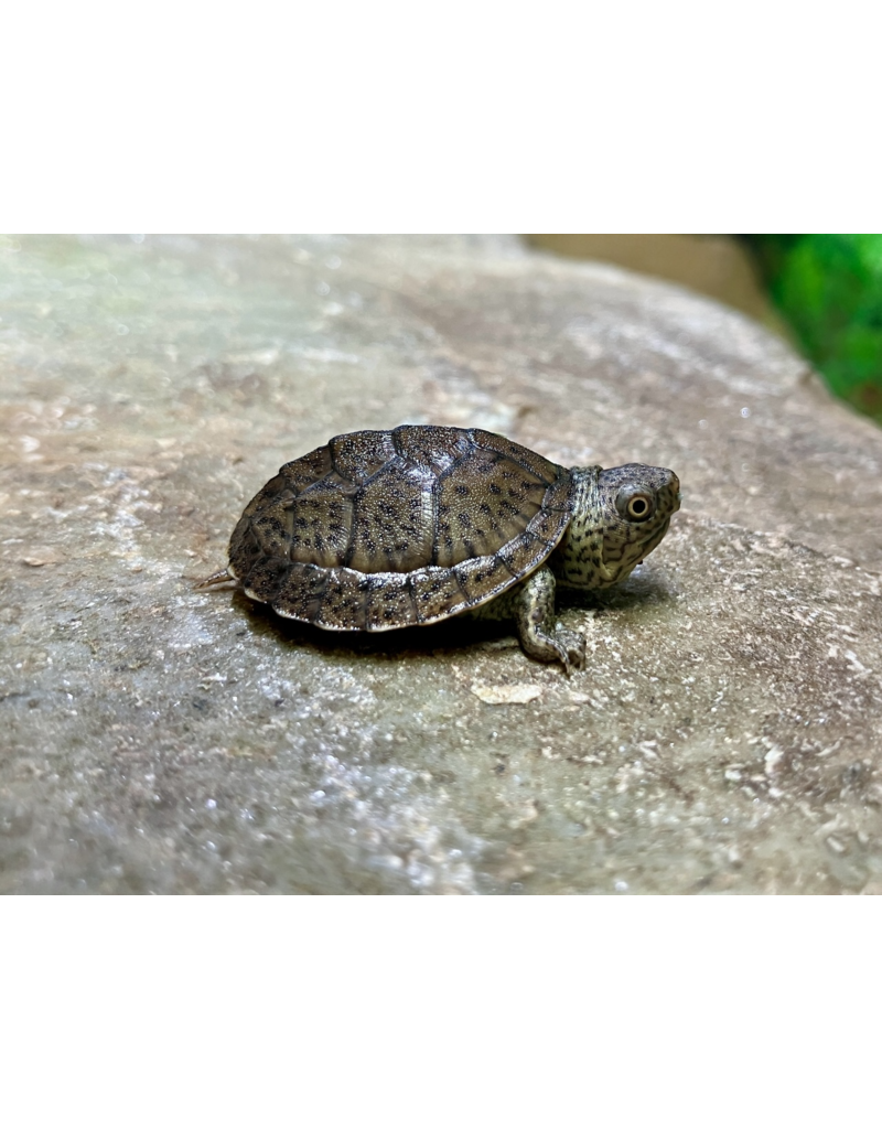 Zwerg Moschusschildkröte - Sternotherus minor minor