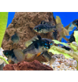 Südamerikanischer  Schmetterlingsbuntbarsch - Mikrogeophagus ramirezi "Black Devil"