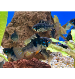 Südamerikanischer  Schmetterlingsbuntbarsch "Black Devil"