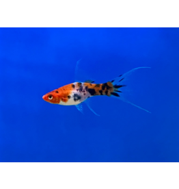 Schwertträger - Xiphophorus helleri "Koi Schleier“