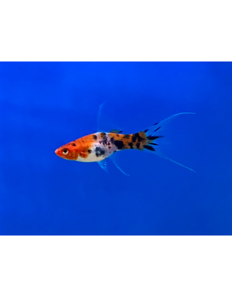 Schwertträger - Xiphophorus helleri "Koi Schleier“
