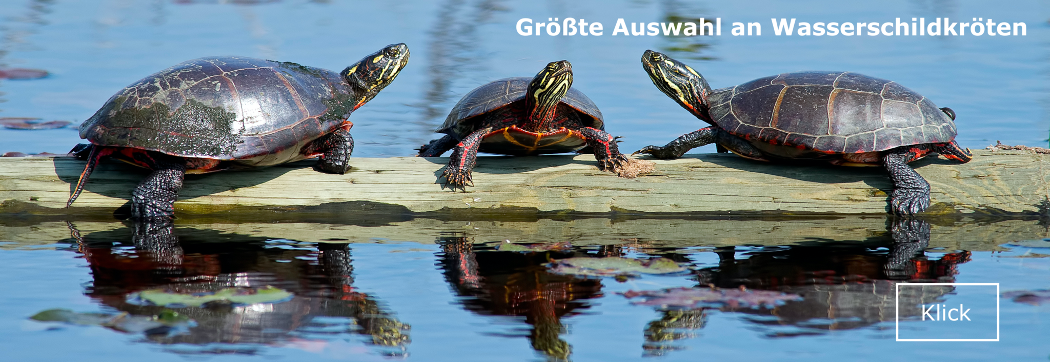 Wasserschildkröten kaufen
