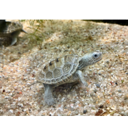 Diamantschildkröte - Malaclemys terrapin centrata CB25