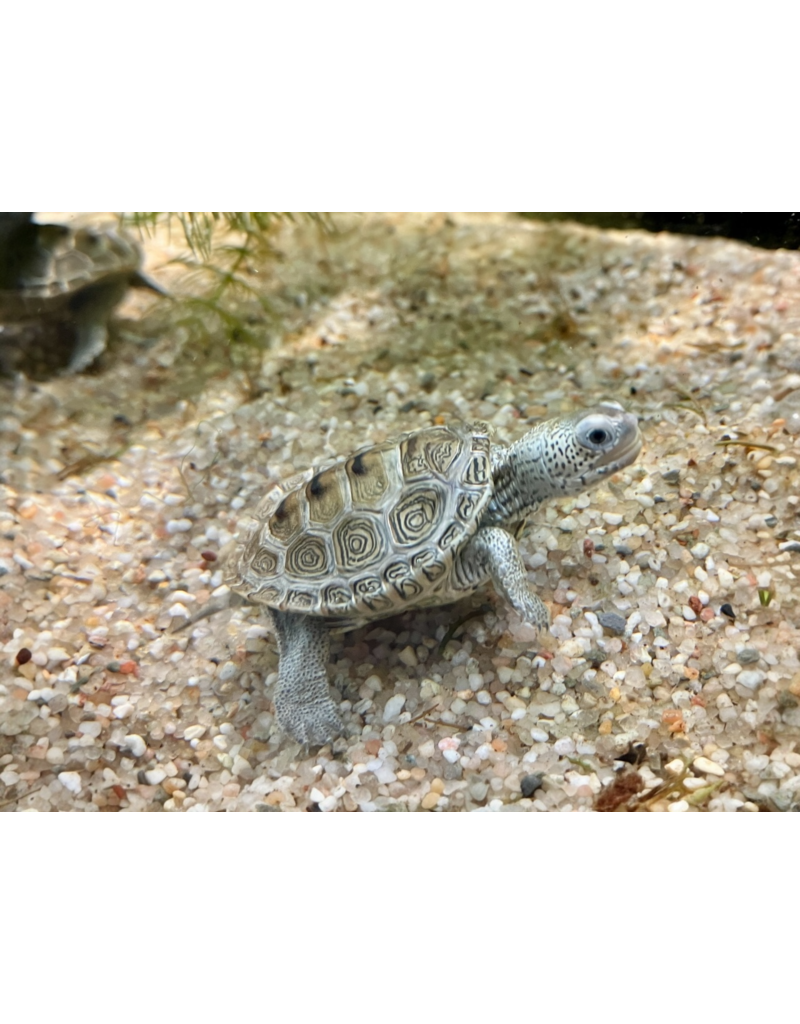 Diamantschildkröte - Malaclemys terrapin centrata CB25