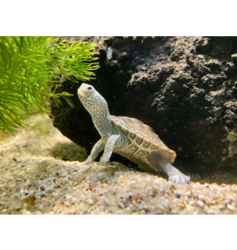 Diamantschildkröte - Malaclemys terrapin centrata CB25