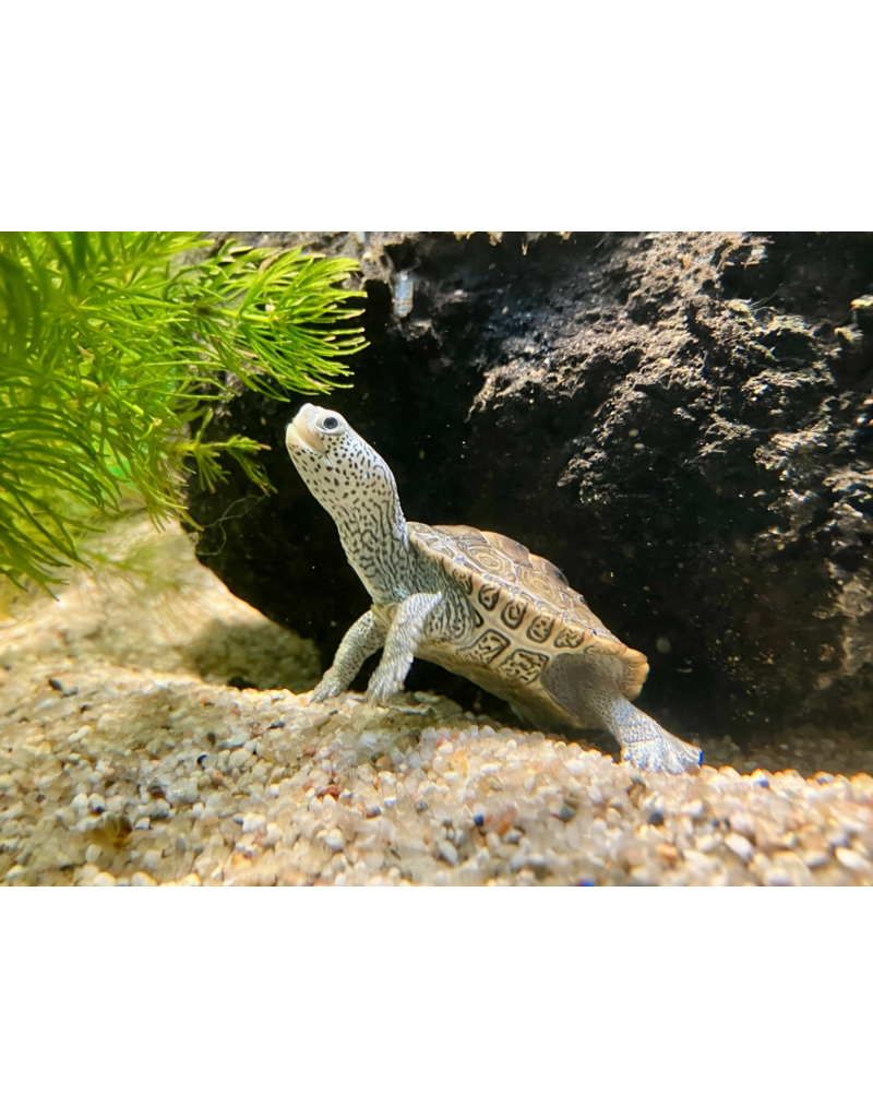 Diamantschildkröte - Malaclemys terrapin centrata CB25