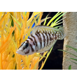 Perlhuhn Nanderbarsch "Black Pearl" - Altolamprologus calvus