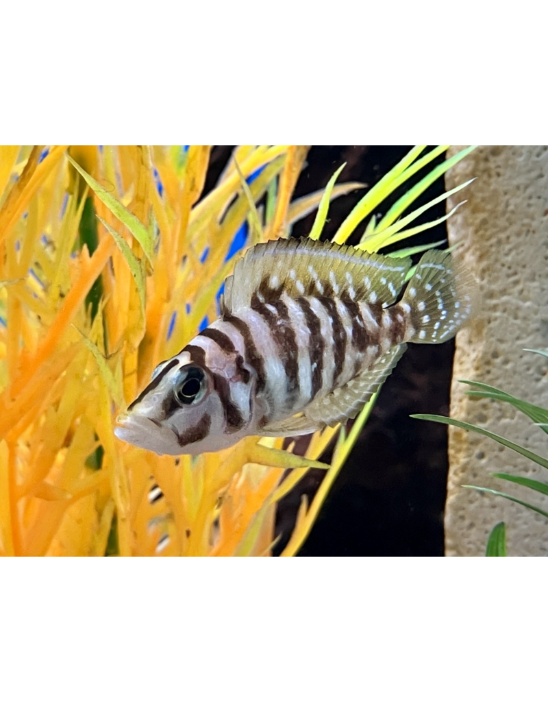 Perlhuhn Nanderbarsch "Black Pearl" - Altolamprologus calvus