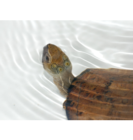 Vietnamesische Pfauenaugenschildkröte - Sacalia quadriocellata