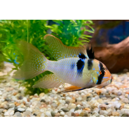 Südamerikanischer Schmetterlingsbuntbarsch - Mikrogeophagus ramirezi "Schleier"