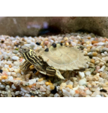 Schwarzknopf Höckerschildkröte - Graptemys nigrinoda CB25
