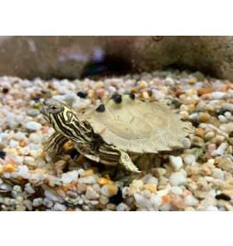 Schwarzknopf Höckerschildkröte - Graptemys nigrinoda CB25